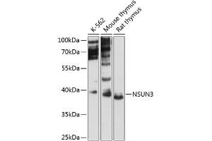 NSUN3 抗体  (AA 1-120)