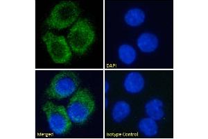 Immunofluorescence staining of fixed HepG2 cells with anti-A2A-Adenosine Receptor antibody Ig2838. (Recombinant Adenosine A2a Receptor 抗体)