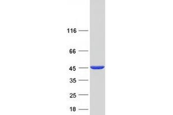 GMDS Protein (Myc-DYKDDDDK Tag)