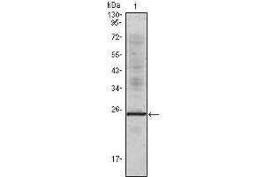 Western Blot showing IL1a antibody used against truncated IL1a recombinant protein. (IL1A 抗体)
