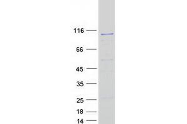 HERC6 Protein (Myc-DYKDDDDK Tag)