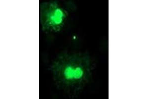 Anti-FXN mouse monoclonal antibody (ABIN2455585) immunofluorescent staining of COS7 cells transiently transfected by pCMV6-ENTRY FXN (RC204880). (Frataxin 抗体)