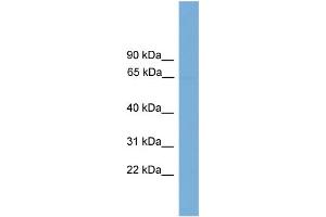 WB Suggested Anti-POLR3C  Antibody Titration: 0. (POLR3C 抗体  (Middle Region))