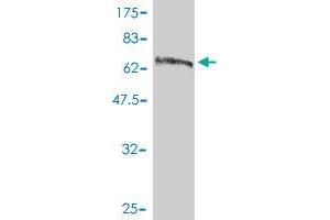 Western Blot detection against Immunogen (78. (C9orf86 抗体  (AA 1-477))