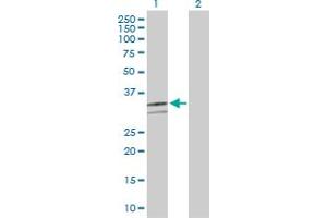 Western Blot analysis of CD46 expression in transfected 293T cell line by CD46 MaxPab polyclonal antibody. (CD46 抗体  (AA 1-384))