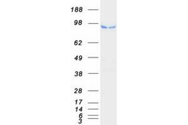 Neuroligin 3 Protein (NLGN3) (Myc-DYKDDDDK Tag)