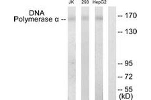 Western Blotting (WB) image for anti-DNA Polymerase alpha (POLA1) (AA 81-130) antibody (ABIN2889386) (POLA1 抗体  (AA 81-130))