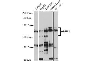Western blot analysis of extracts of various cell lines, using FGFR1 antibody (ABIN6134360, ABIN6140610, ABIN6140612 and ABIN6213611) at 1:500 dilution. (FGFR1 抗体  (AA 300-400))