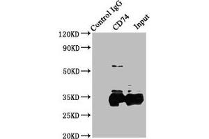 Immunoprecipitating CD74 in Raji whole cell lysate Lane 1: Rabbit control IgG instead of ABIN7155575 in Raji whole cell lysate. (CD74 抗体  (AA 137-296))