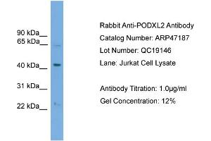 WB Suggested Anti-PODXL2  Antibody Titration: 0. (PODXL2 抗体  (N-Term))