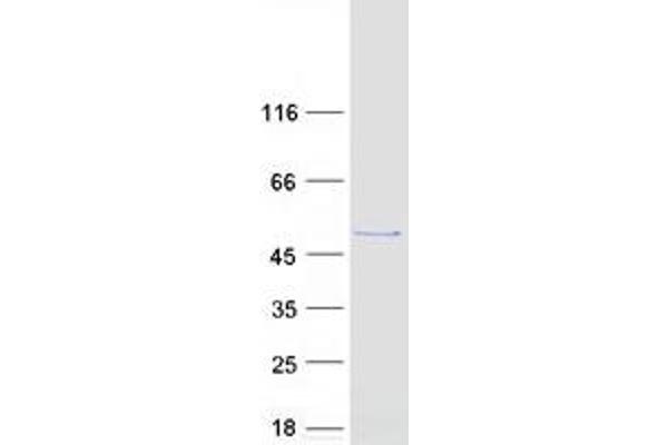 LANCL2 Protein (Myc-DYKDDDDK Tag)