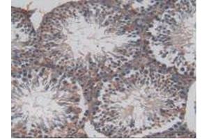 IHC-P analysis of Mouse Testis Tissue, with DAB staining. (PROCR 抗体  (AA 32-167))