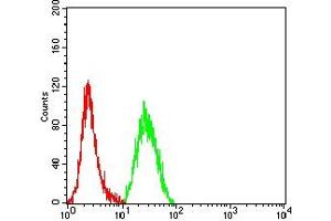 Flow cytometric analysis of Hela cells using CASP9 mouse mAb (green) and negative control (red). (Caspase 9 抗体  (AA 331-416))