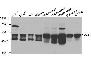 Western blot analysis of extracts of various cell lines, using DLST antibody (ABIN5975439) at 1/1000 dilution. (DLST 抗体)