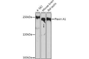 Western blot analysis of extracts of various cell lines, using Plexin  Rabbit mAb (ABIN7269421) at 1:1000 dilution. (Plexin A1 抗体)