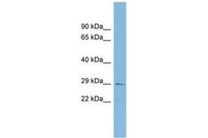 Image no. 1 for anti-Coiled-Coil-Helix-Coiled-Coil-Helix Domain Containing 3 (CHCHD3) (AA 107-156) antibody (ABIN6744110) (CHCHD3 抗体  (AA 107-156))