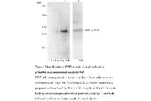 Western Blotting (WB) image for anti-E2F Transcription Factor 1 (E2F1) (pSer364) antibody (ABIN3201010) (E2F1 抗体  (pSer364))