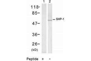 Image no. 2 for anti-Protein-tyrosine Phosphatase 1C (PTPN6) (Tyr536) antibody (ABIN197593) (SHP1 抗体  (Tyr536))