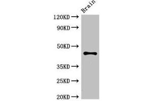 Western Blot Positive WB detected in: Mouse brain tissue All lanes: ATG4B antibody at 3. (ATG4B 抗体  (AA 350-400))