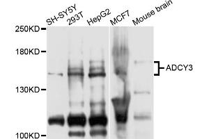 Western blot analysis of extracts of various cell lines, using ADCY3 antibody (ABIN5975661) at 1/1000 dilution. (ADCY3 抗体)