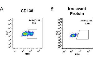 cell line transfected with irrelevant protein  (B) and human CD138  (A) were surface stained with anti-CD138 neutralizing antibody 1 μg/mL (indatuximab) followed by Alexa 488-conjugated anti-human IgG secondary antibody. (Recombinant CD138 (Indatuximab Biosimilar) 抗体)
