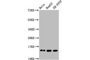 Western Blot Positive WB detected in Hela whole cell lysate 72epG2 whole cell lysate 83H-SY5Y whole cell lysate All lanes Mono-methyl-Histone H3. (Recombinant HIST1H3A 抗体  (H3R2me))