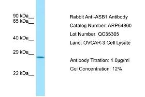 Western Blotting (WB) image for anti-Ankyrin Repeat and SOCS Box-Containing 1 (ASB1) (C-Term) antibody (ABIN970147) (ASB1 抗体  (C-Term))