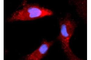 Immunofluorescence (IF) image for anti-Calbindin (CALB1) (AA 1-261) antibody (APC) (ABIN5568512) (CALB1 抗体  (AA 1-261) (APC))