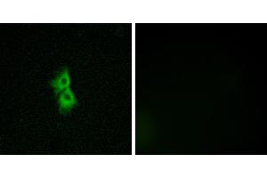 Peptide - +Immunofluorescence analysis of MCF-7 cells, using GPR22 antibody. (GPR22 抗体  (Internal Region))