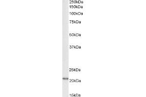 Biotinylated ABIN4902634 (1µg/ml) staining of Rat Brain lysate (35µg protein in RIPA buffer), exactly mirroring its parental non-biotinylated product. (FTL 抗体  (C-Term) (Biotin))