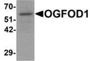 Western blot analysis of OGFOD1 in Daudi cell lysate with OGFOD1 antibody at 1 μg/ml. (OGFOD1 抗体  (C-Term))