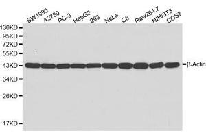 Western blot analysis of extracts of various cell lines, using β-actin antibody. (beta Actin 抗体)
