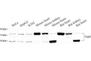 Western blot analysis of GSPT1 (ABIN7073859) at dilution of 1: 500 (eRF3/GSPT1 抗体)