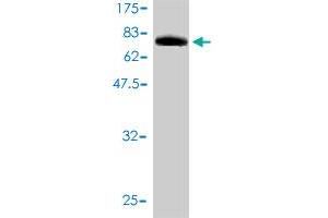 Western Blot detection against Immunogen (90. (CRY1 抗体  (AA 1-586))