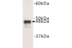 Western Blotting (WB) image for anti-Keratin 18 (KRT18) (C-Term) antibody (ABIN1854880) (Cytokeratin 18 抗体  (C-Term))