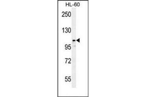 LNPEP 抗体  (N-Term)