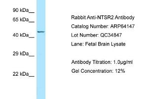 Western Blotting (WB) image for anti-Neurotensin Receptor 2 (NTSR2) (C-Term) antibody (ABIN971299) (NTSR2 抗体  (C-Term))