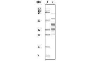 Western Blotting (WB) image for anti-KSHVK8a antibody (ABIN2464074) (KSHVK8a 抗体)