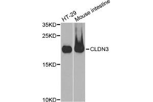 Western blot analysis of extracts of various cell lines, using CLDN3 antibody (ABIN5971516) at 1:400 dilution. (Claudin 3 抗体)