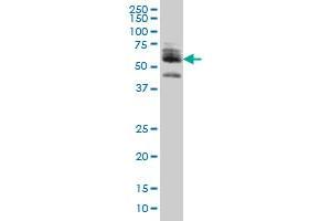 Western Blotting (WB) image for anti-Zinc Finger Protein 345 (ZNF345) (AA 1-112) antibody (ABIN466194) (ZNF345 抗体  (AA 1-112))