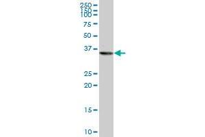 PURA monoclonal antibody (M05), clone 3A9. (PURA 抗体  (AA 183-292))