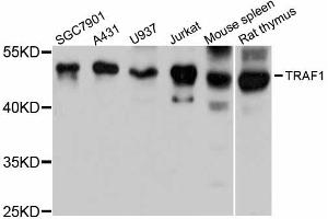 Western blot analysis of extracts of various cell lines, using TRAF1 antibody (ABIN5970024) at 1:3000 dilution. (TRAF1 抗体)