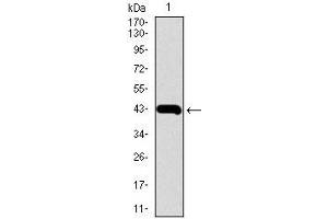 Western blot analysis using MMP2 mAb against human MMP2 recombinant protein. (MMP2 抗体  (AA 242-396))