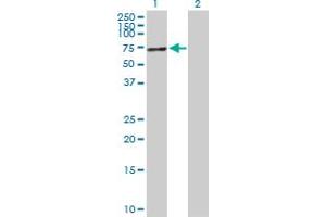 Western Blot analysis of TP53 expression in transfected 293T cell line by TP53 MaxPab polyclonal antibody. (p53 抗体  (AA 1-393))