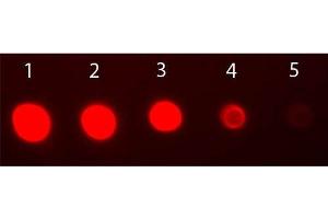 Dot Blot of Rabbit IgG Fab2 Antibody Fluorescein Conjugated. (山羊 anti-兔 IgG (F(ab')2 Region) Antibody (FITC) - Preadsorbed)