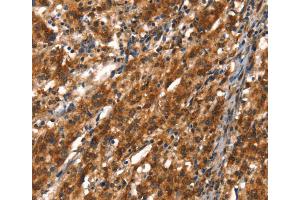 Immunohistochemistry (IHC) image for anti-Cytochrome P450, Family 2, Subfamily D, Polypeptide 6 (CYP2D6) antibody (ABIN2434520) (CYP2D6 抗体)