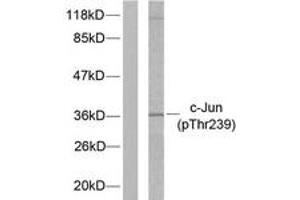 Western Blotting (WB) image for anti-Jun Proto-Oncogene (JUN) (pThr239) antibody (ABIN2888454) (C-JUN 抗体  (pThr239))