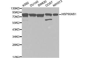 Western blot analysis of extracts of various cell lines, using HSP90AB1 antibody (ABIN5970445) at 1/1000 dilution. (HSP90AB1 抗体)