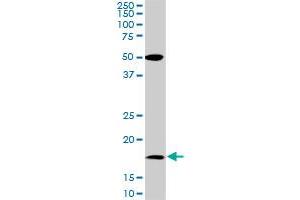 Western Blotting (WB) image for anti-Basic Leucine Zipper ATF-like Transcription Factor (BATF) (AA 34-125) antibody (ABIN564594)