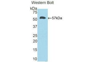 Western Blotting (WB) image for anti-Calbindin (CALB1) (AA 3-261) antibody (ABIN1858220) (CALB1 抗体  (AA 3-261))